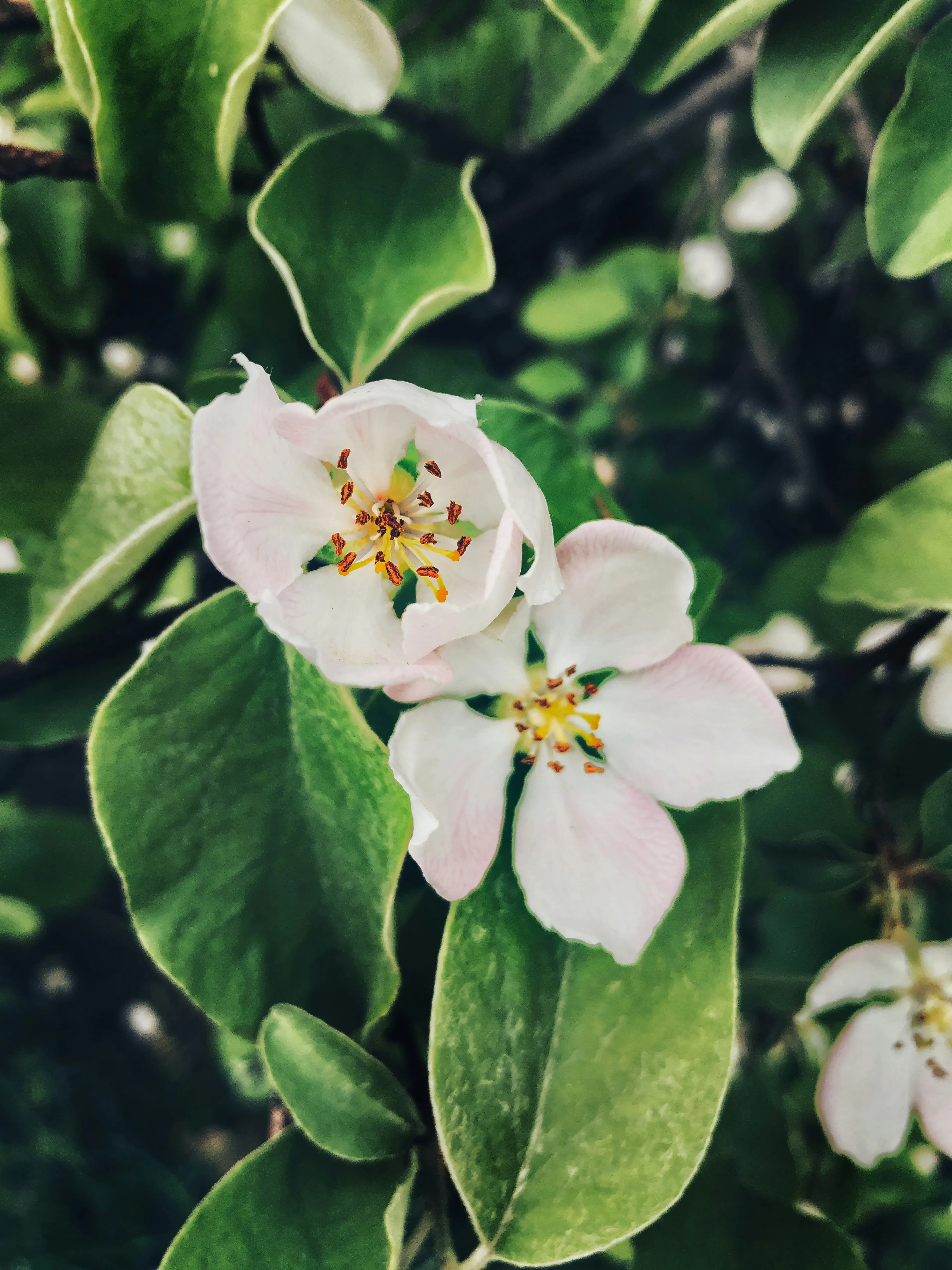 Apple blossoms
